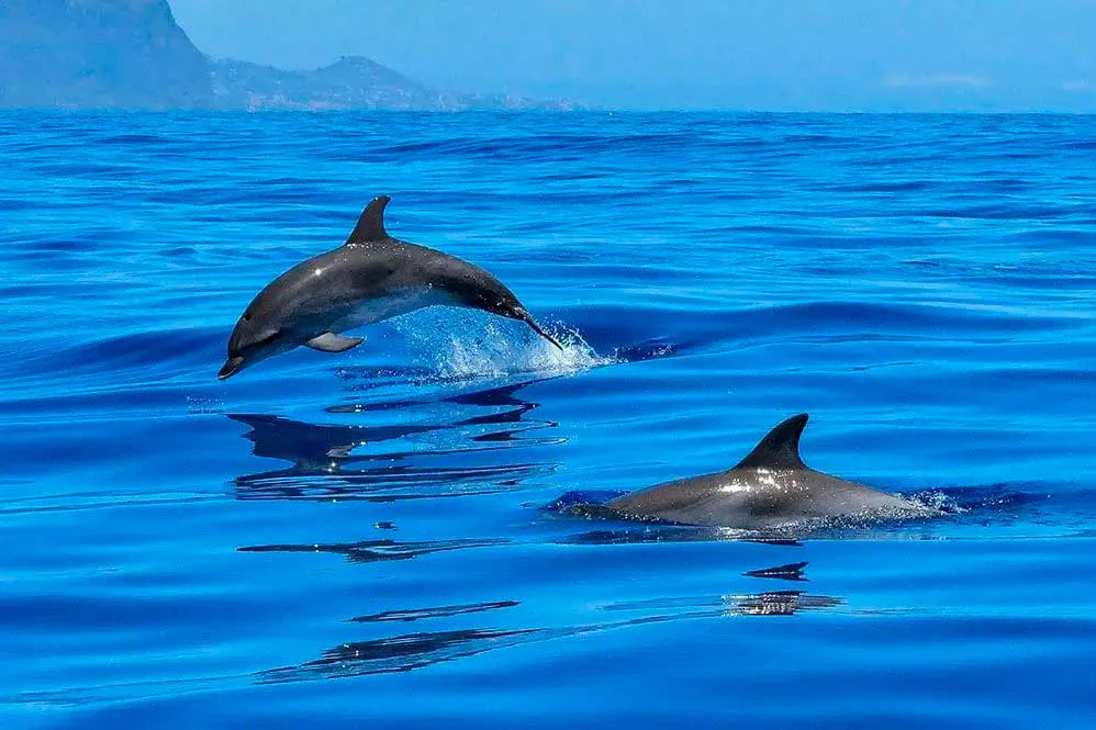 Delfines en el océano